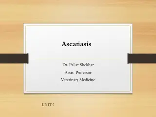 Ascariasis: Causes, Symptoms, and Treatment in Animals