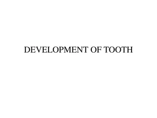 Development of Tooth Structures and Formation Process