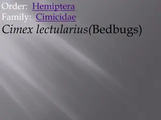 Bedbugs: Characteristics and Life Cycle