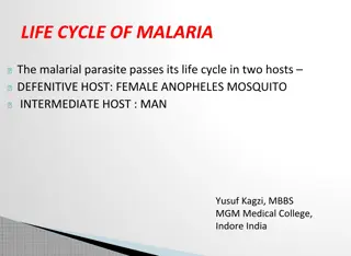 Malaria Parasite’s Life Cycle in Humans & Mosquitoes