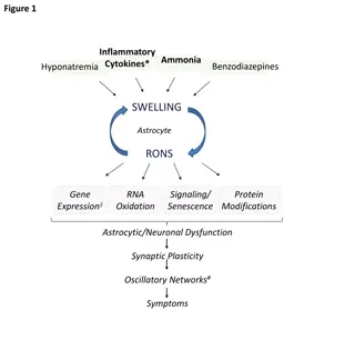 Hepatic Encephalopathy and Associated Pathways