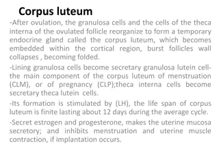 Corpus Luteum and Uterine Tube Anatomy