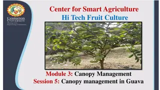 Enhancing Guava Production Through Canopy Management Techniques