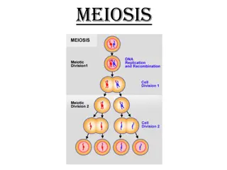 Meiosis Process and Terminology