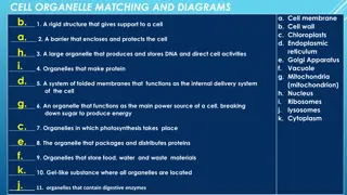 Cell Organelles and Matching Diagrams