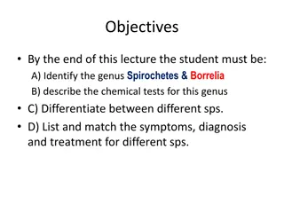 Spirochetes and Borrelia: Characteristics, Classification, and Syphilis