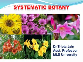 Systematic Botany of Ocimum Sanctum and Catharanthus Roseus