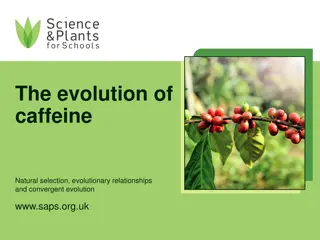 Evolution of Caffeine and its Methylated Sequences