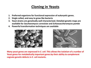 Cloning in Yeasts: Vectors, Markers, and Strategies