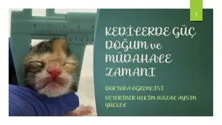 Birthing and Intervention Times in Cats