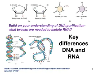 RNA Purification: Key Tweaks and Differences
