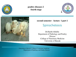 Spirochetosis in Poultry: Symptoms, Diagnosis, and Treatment