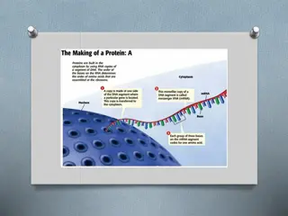 DNA Structure, Genes, Proteins, and RNA