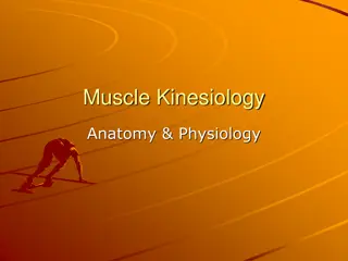 Muscle Kinesiology, Anatomy, and Physiology