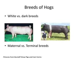 A Comprehensive Guide to Pig Breeds and Their Characteristics