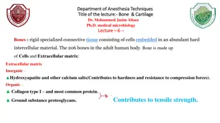 Bone & Cartilage: Rigid Connective Tissue in Human Body