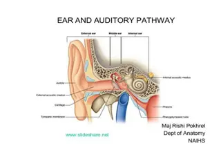 Anatomy of the Ear and Its Surroundings