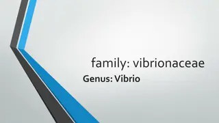 Vibrio Genus: Characteristics, Species, and Laboratory Tests