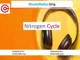 Nitrogen Cycle: Process, Importance, and Stages