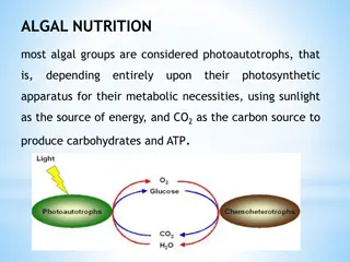 Algal Nutrition: Understanding Mixotrophic Strategies and Nutritional Adaptations