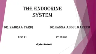 Endocrine System: Glands, Hormones, and Functions