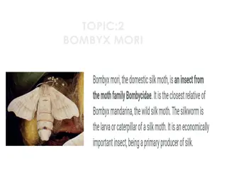 Bombyx Mori Life Cycle: A Fascinating Journey Through Metamorphosis