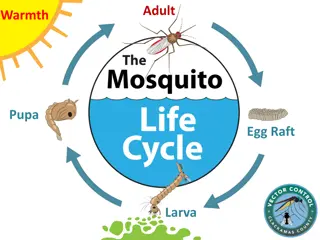 Mosquito Life Cycle and Needs Explained