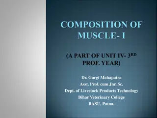 Muscle Composition and Protein Structure Overview