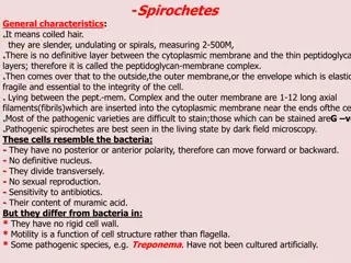 Spirochetes: General Characteristics, Morphology, Classification, and Pathogenicity