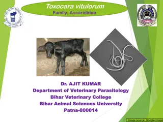 Toxocara vitulorum: Lifecycle, Pathogenesis & Clinical Signs