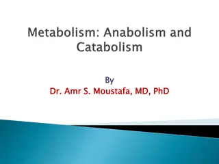 Metabolic Pathways and Energy Production