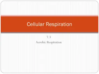 Aerobic Respiration and Cellular Processes