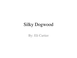 Silky Dogwood: A Beautiful Native Plant