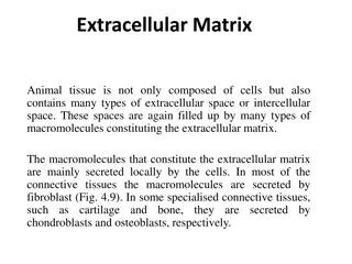 Extracellular Matrix in Animal Tissue: Types and Structure