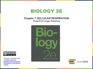 Cellular Respiration Overview and Energy Transfer in Living Systems