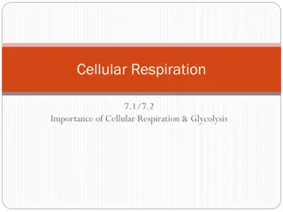 Importance of Cellular Respiration and Glycolysis