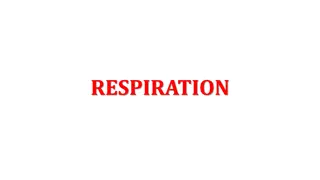 Cellular Respiration: Process, Importance, and Mitochondria