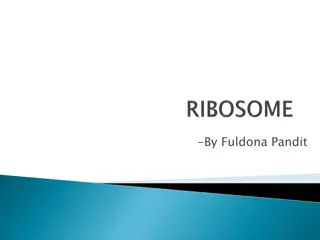 Ribosomes: Protein Synthesis Factories