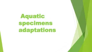 Fascinating Adaptations of Anguillidae Freshwater Eels