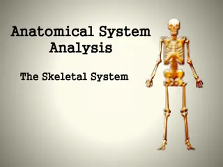 The Importance of the Skeletal System in Archaeological Excavations