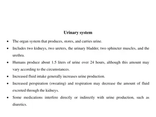 The Urinary System: Kidney Anatomy and Function