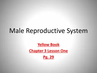Understanding the Male Reproductive System