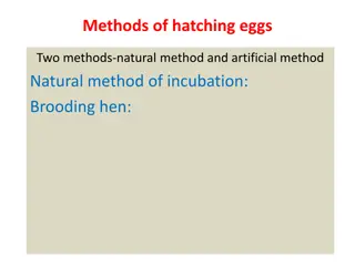 Effective Methods for Hatching Eggs: Natural vs Artificial Incubation