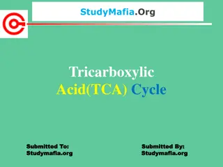 The Tricarboxylic Acid (TCA) Cycle: Importance and Stages
