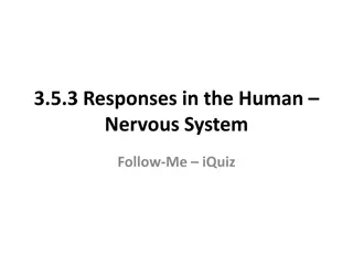 Neurons in the Human Nervous System