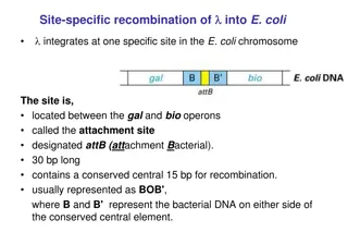 Site-Specific Recombination in E. coli