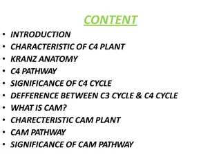 C4 and CAM Plants Anatomy and Pathways