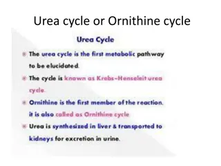 Importance of Urea Cycle and Ornithine Cycle