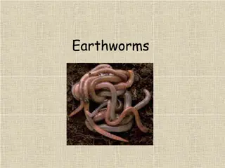 Fascinating Facts About Earthworms and Their Habitat