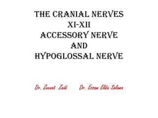 Cranial Nerves XI-XII: Accessory and Hypoglossal Nerves Overview
